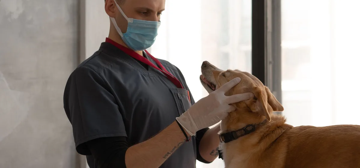 Veterinár s psíkom v ambulancii