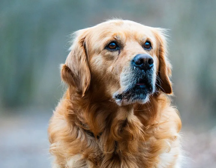 Zlatistý retriever — preventívna prehliadka
