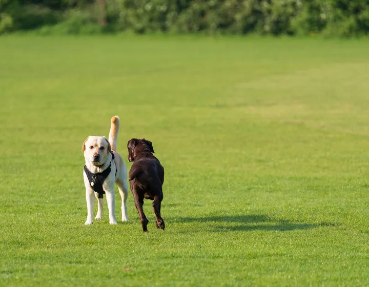 Labrador retriever po úspešnom zákroku