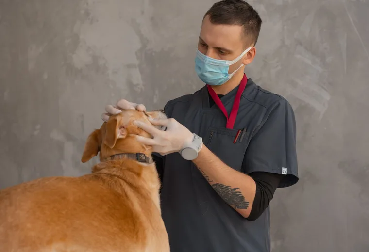 Preventívna prehliadka psa u veterinára